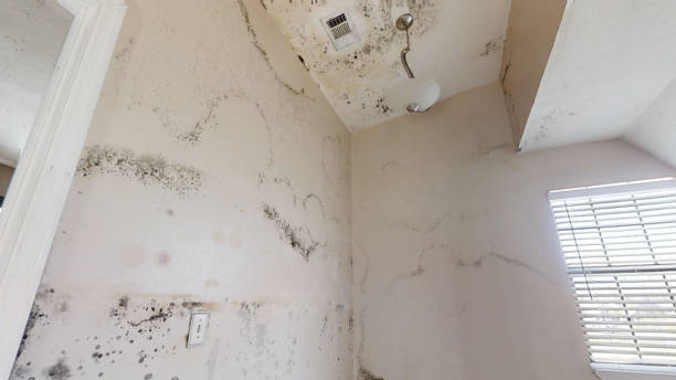 Best Environmental Consulting for Mold Prevention  in Lake Wylie, SC