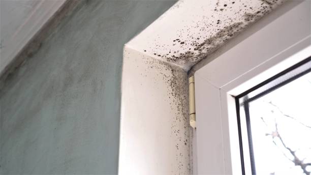 Best Industrial Mold Remediation  in Lake Wylie, SC