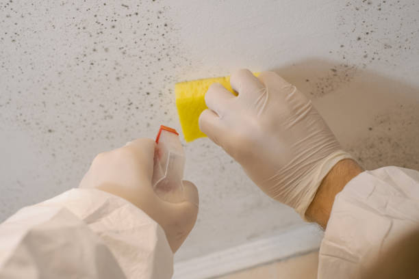 Best Post-Remediation Verification Testing  in Lake Wylie, SC