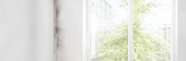 Lake Wylie, SC Mold Removal Company