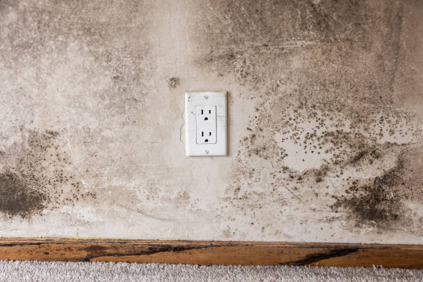 Best Mold Damage Restoration  in Lake Wylie, SC